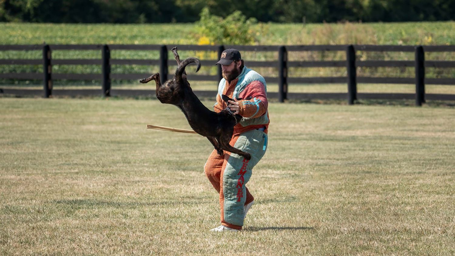 Man training a Belgian Malinois dog outdoors in a grassy field with a wooden fence in the background.