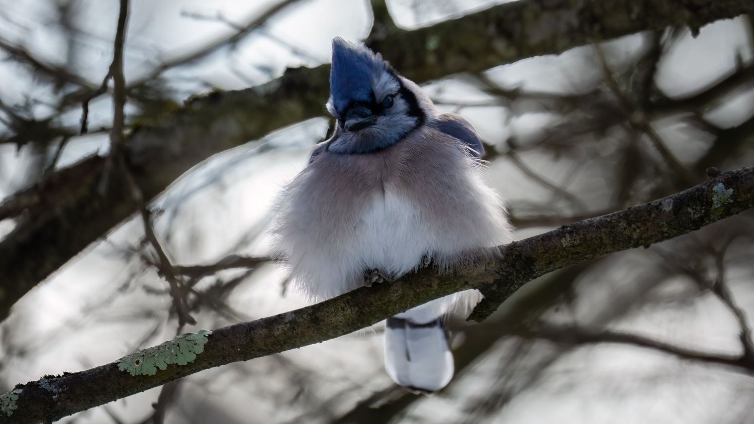A fluffy Blue Jay bird perched on a snow-dusted tree branch, showcasing its vibrant blue crest and white chest feathers.