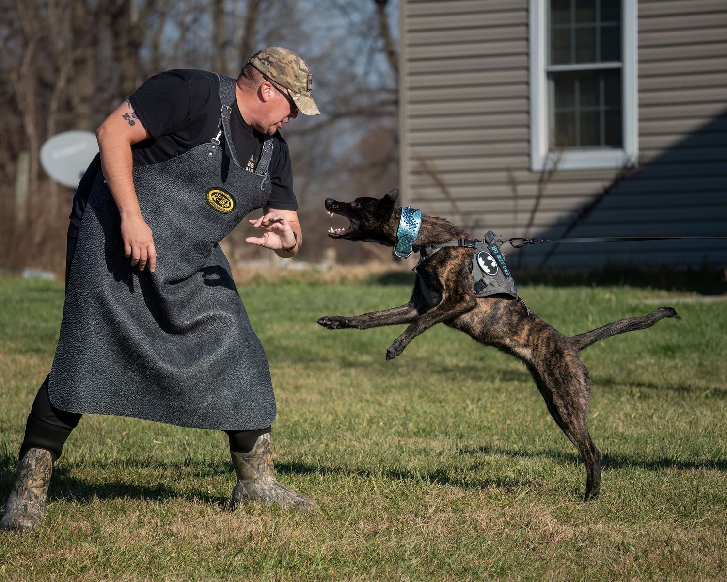 A dog trainer in an apron works with a leaping Dutch Shepherd during an outdoor K9 training session near a house.