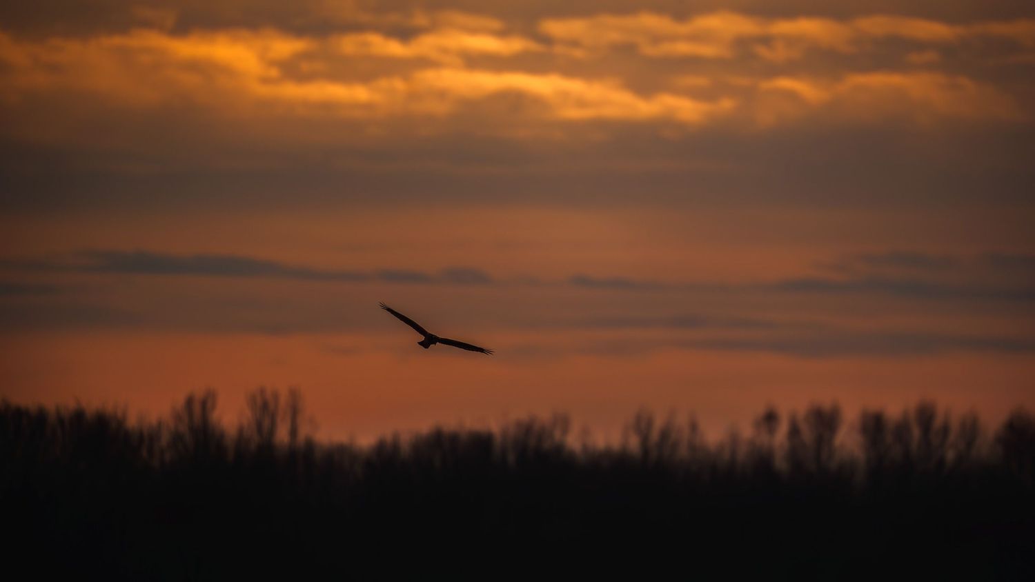 Silhouette of a bird soaring against a dramatic orange sunset sky above dark treeline.