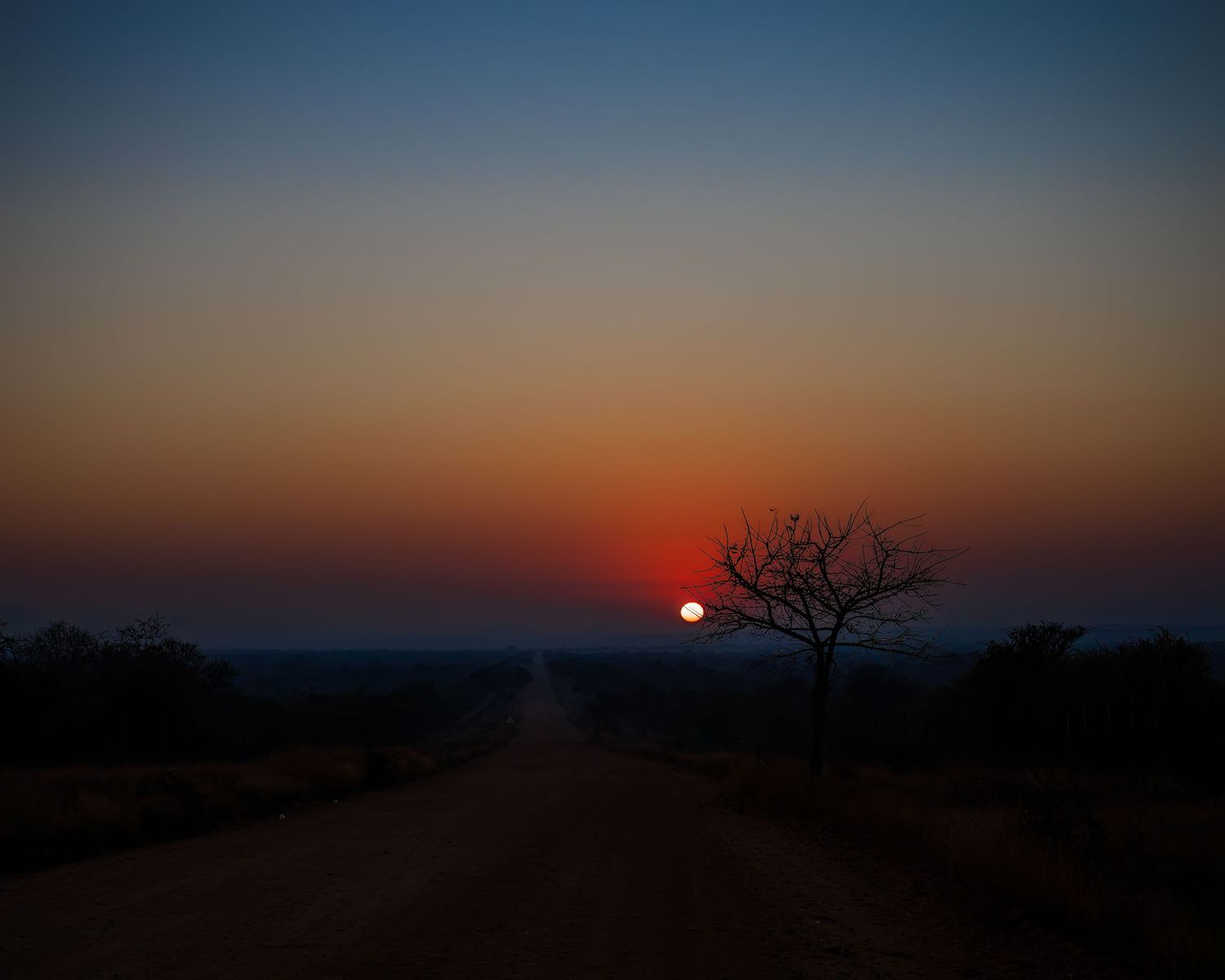 A lone bare tree silhouetted against a vibrant sunset sky along a dirt road in an African savanna landscape.