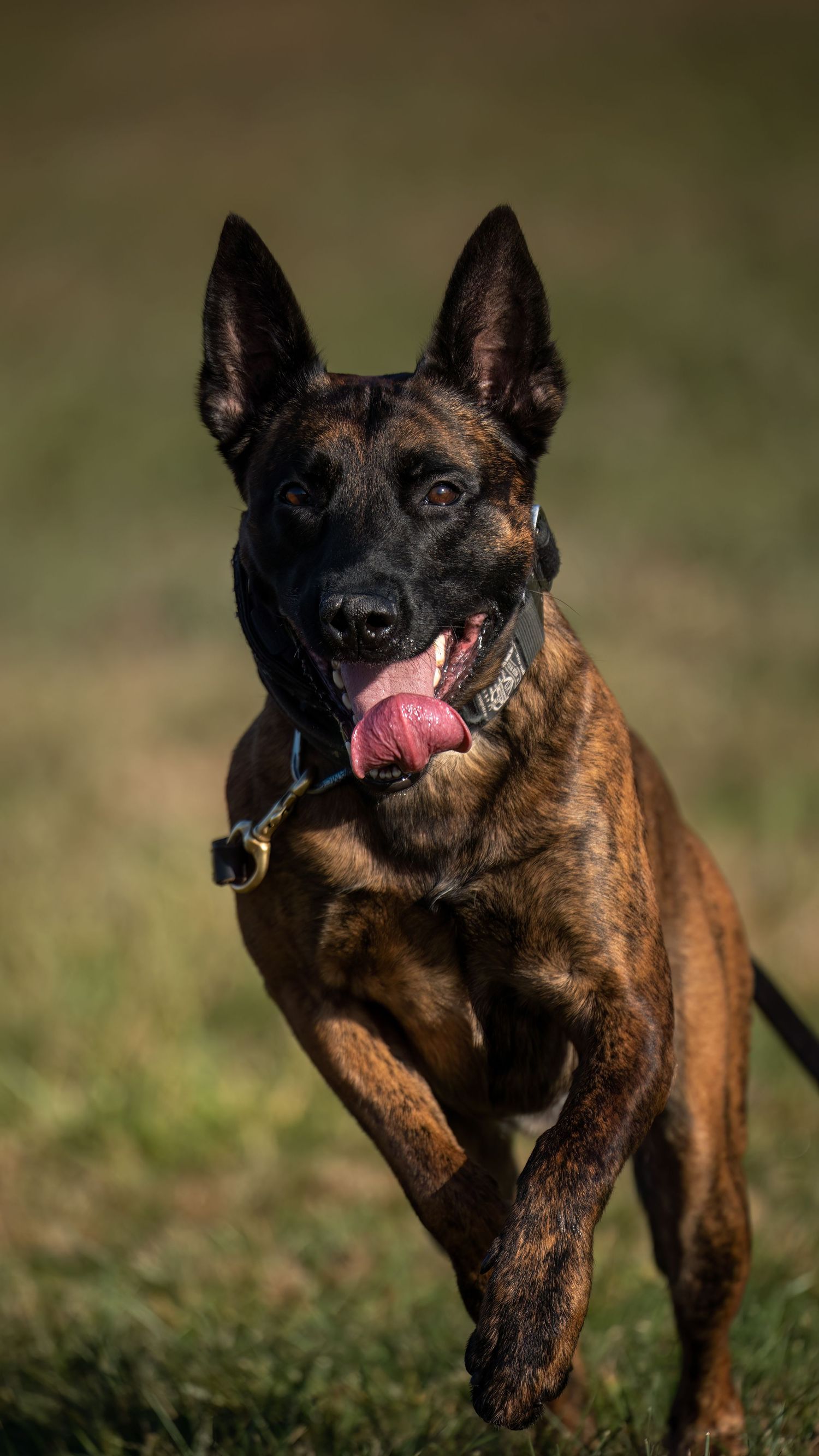 A Dutch Shepherd dog running energetically on grass with tongue out, wearing a black collar.