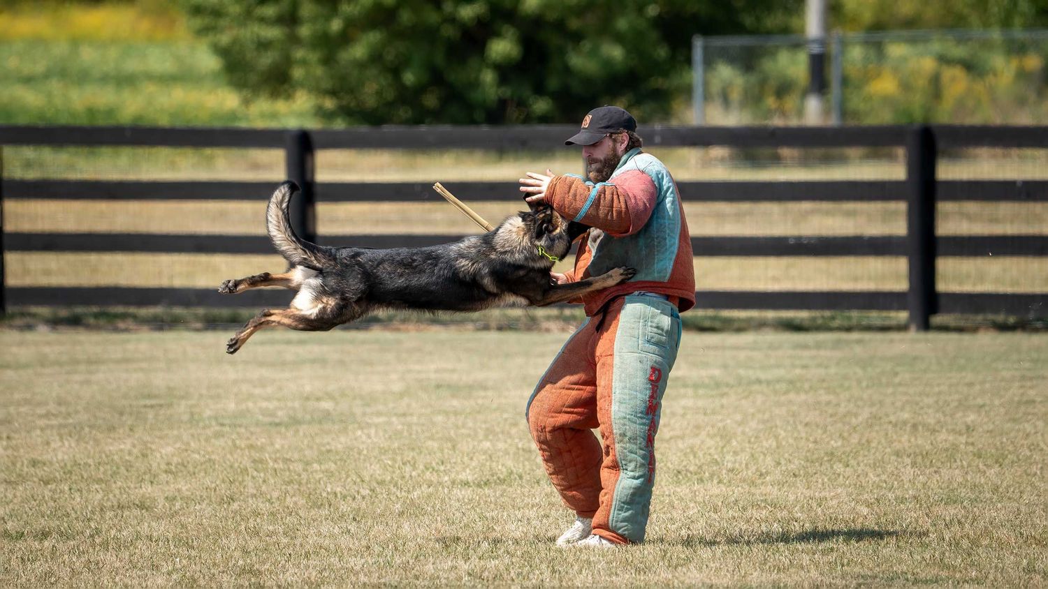 A dog trainer in orange pants works with an airborne German Shepherd during an outdoor obedience training session on a grassy field.
