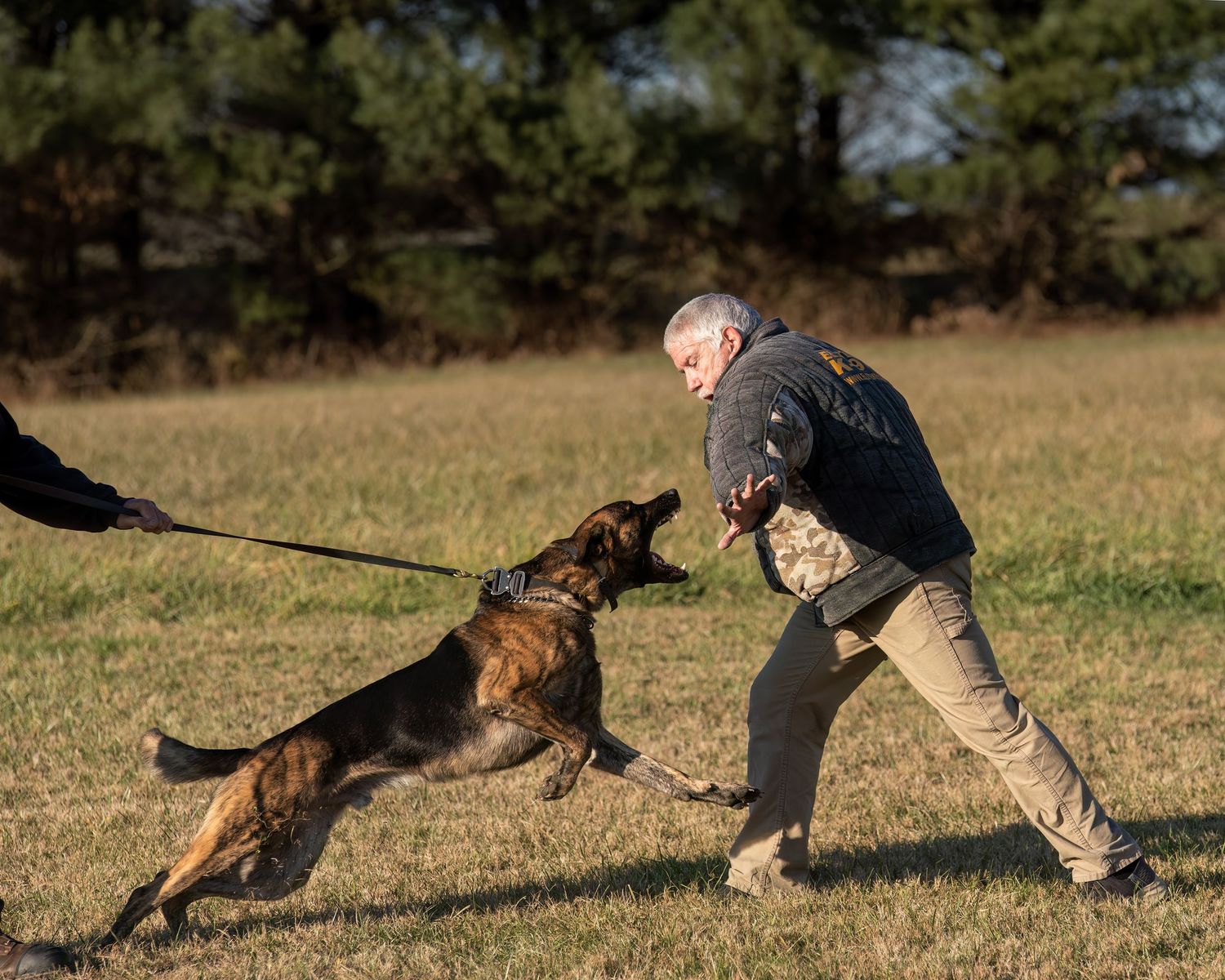 A Belgian Malinois dog on a leash lunges toward a man during a protection dog training session outdoors.