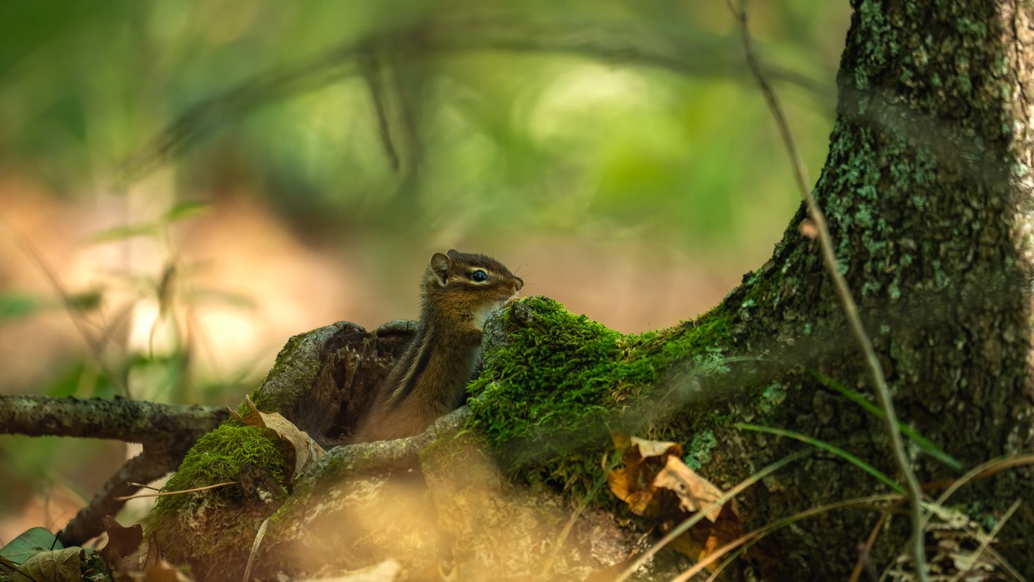 A small chipmunk perches on a moss-covered branch near a tree trunk in a lush green forest setting.