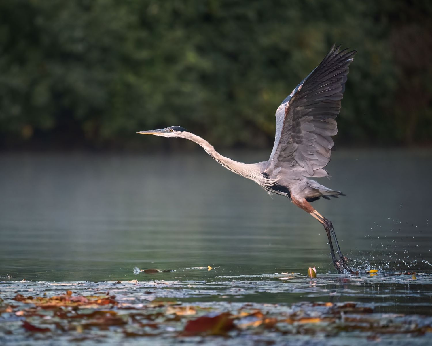 A great blue heron takes flight over a calm lake, wings spread wide, surrounded by autumn leaves on the water.