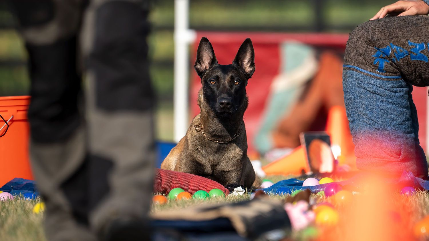 A young Belgian Malinois puppy sits alert among colorful toys and balls outdoors at a dog training event.