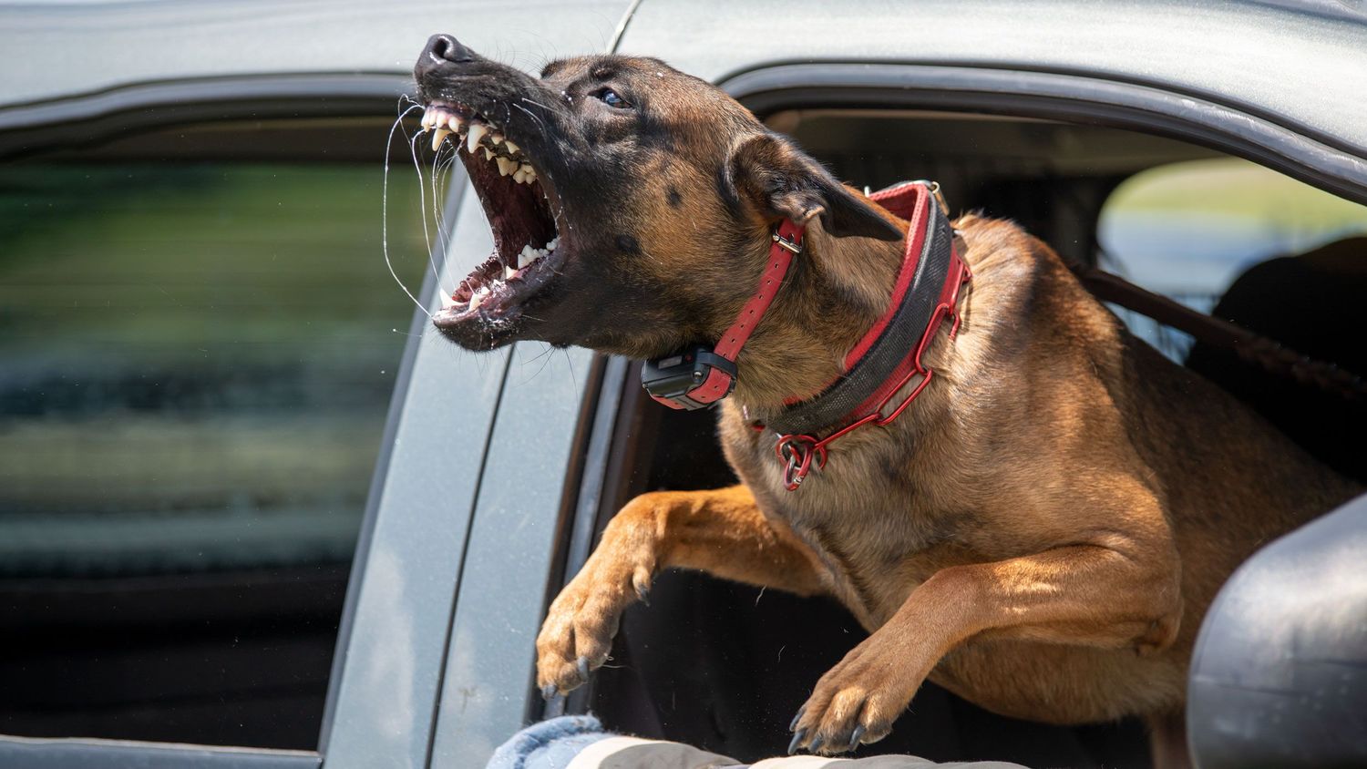 Aggressive Belgian Malinois dog barking out of car window wearing red harness.