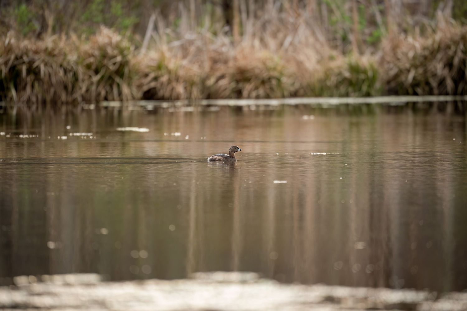 A solitary pied billed grebe swimming peacefully on a calm reflective pond surrounded by dry reeds and marsh grass.