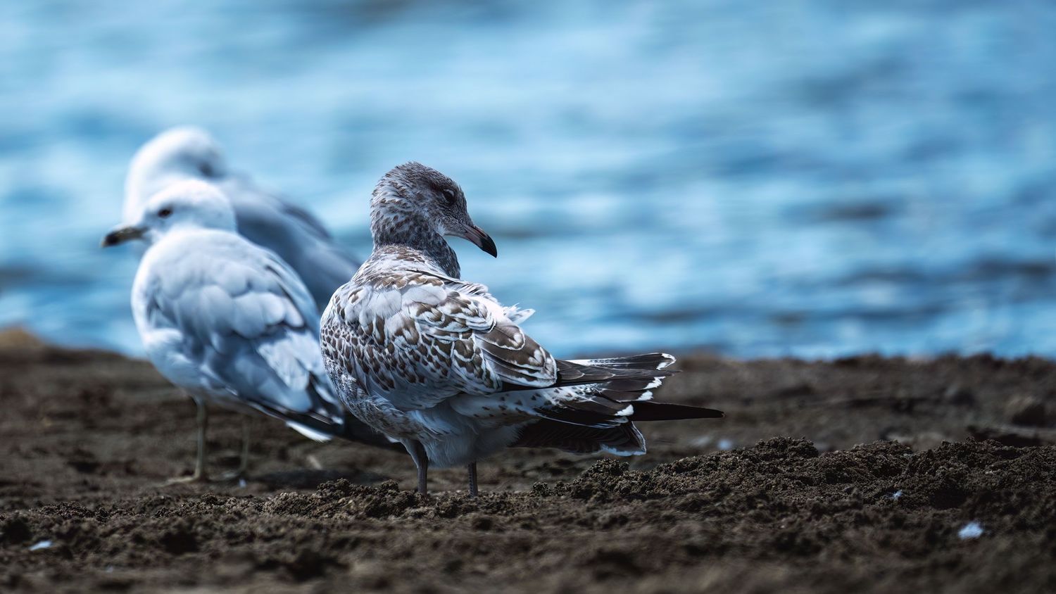 Two juvenile seagulls standing on a rocky shoreline with blue water in the background.