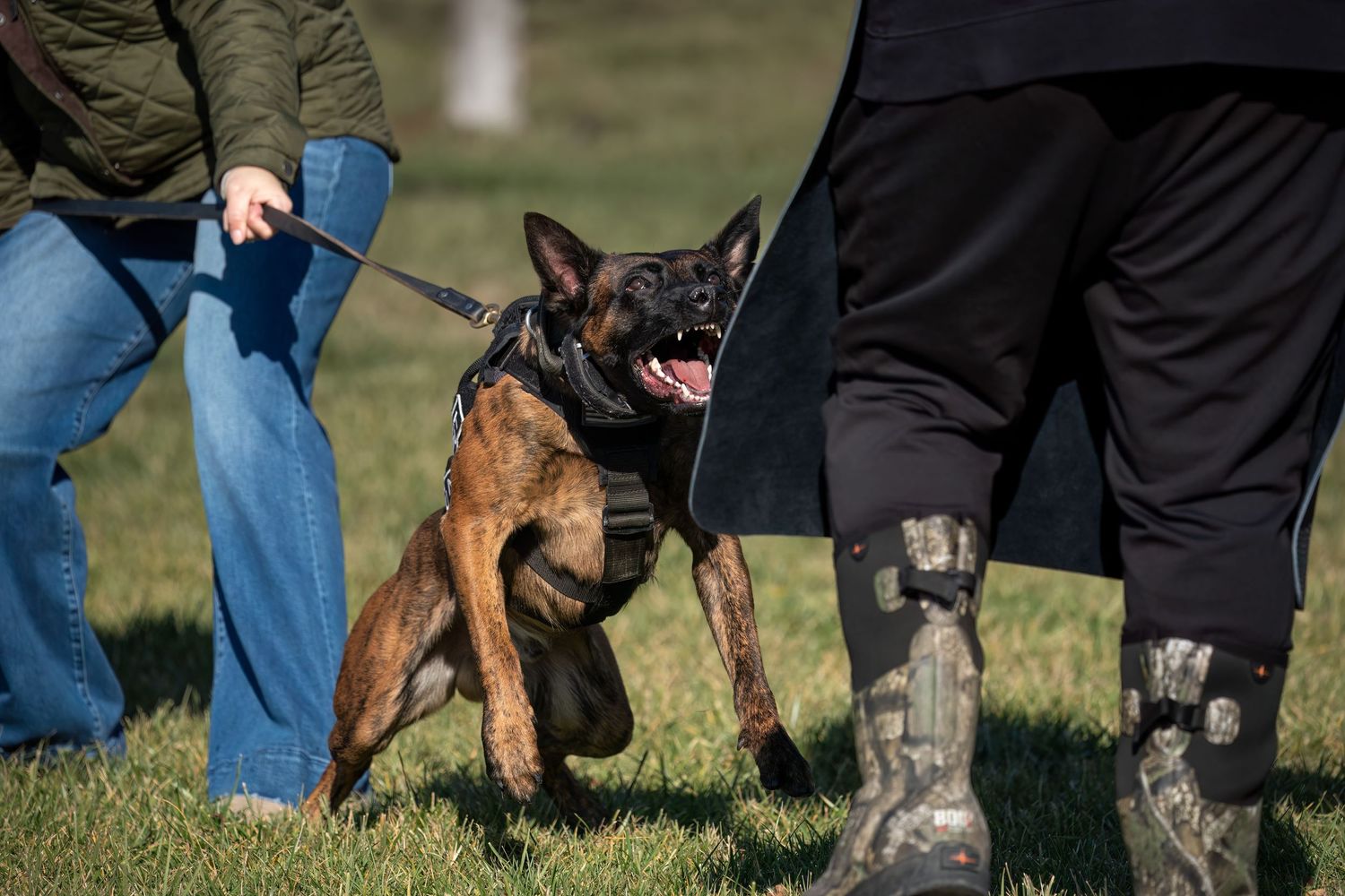 Aggressive Dutch Shepherd dog on leash lunging forward during K9 training exercise outdoors.