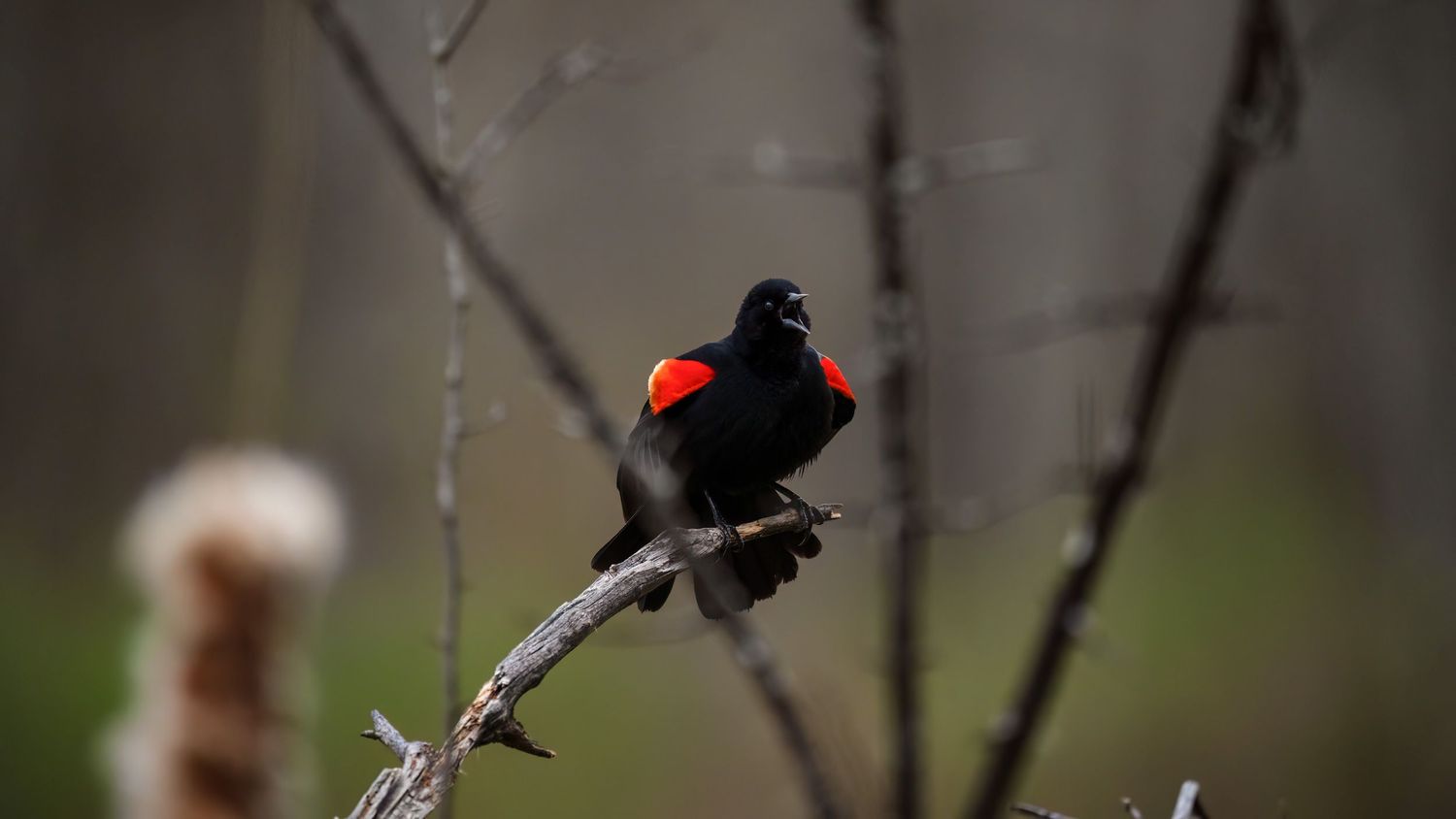A red-winged blackbird perches on a bare branch, displaying vivid red and orange shoulder patches against its glossy black plumage.