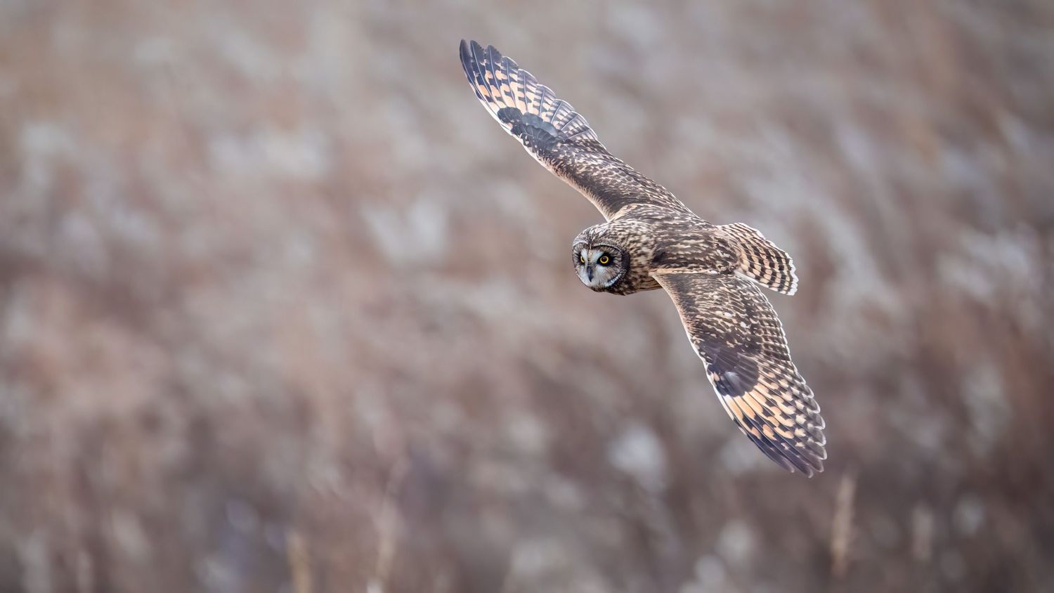 An owl soars in flight with wings spread wide over a blurred brown field background.