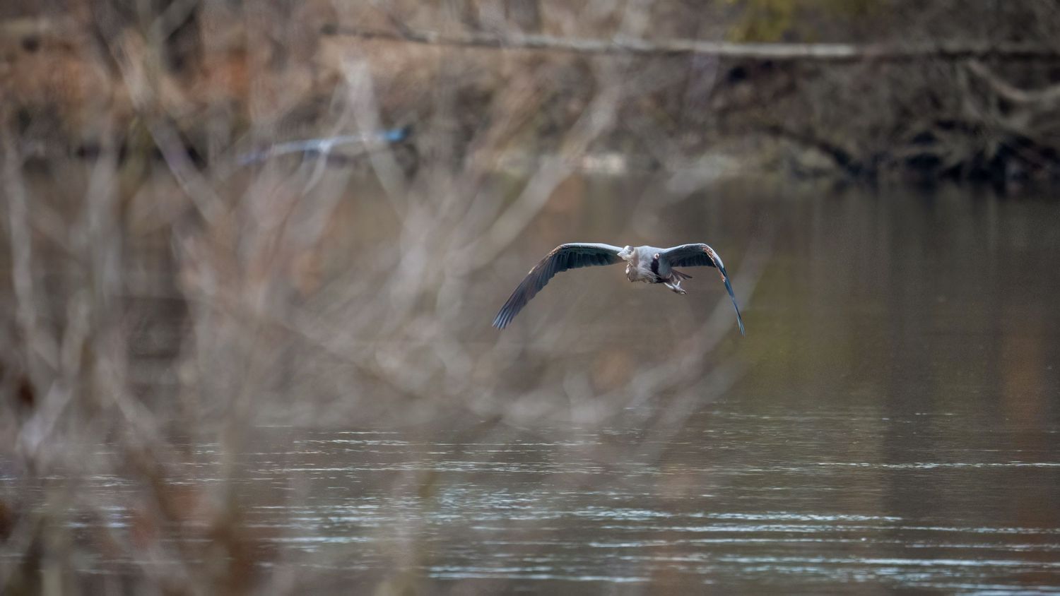 A great blue heron glides low over a calm river surrounded by bare winter trees.
