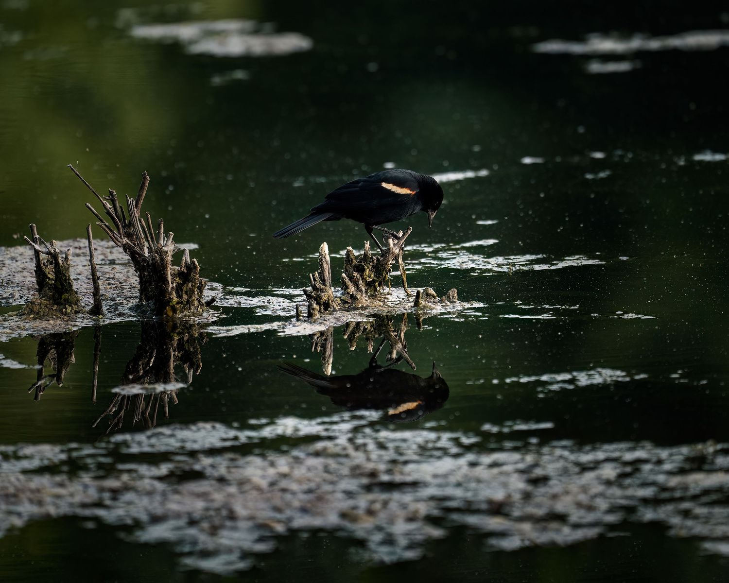 A black red-winged blackbird perches on a mossy log over a dark reflective pond, with its mirror image visible below.