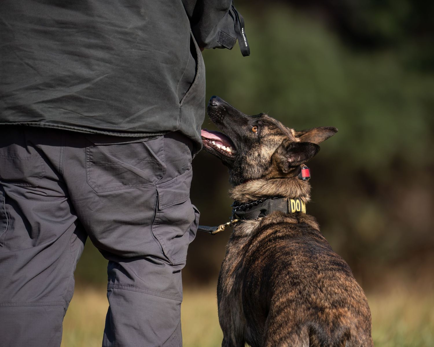 A brindle Dutch Shepherd dog looks up attentively at its handler during an outdoor training session.