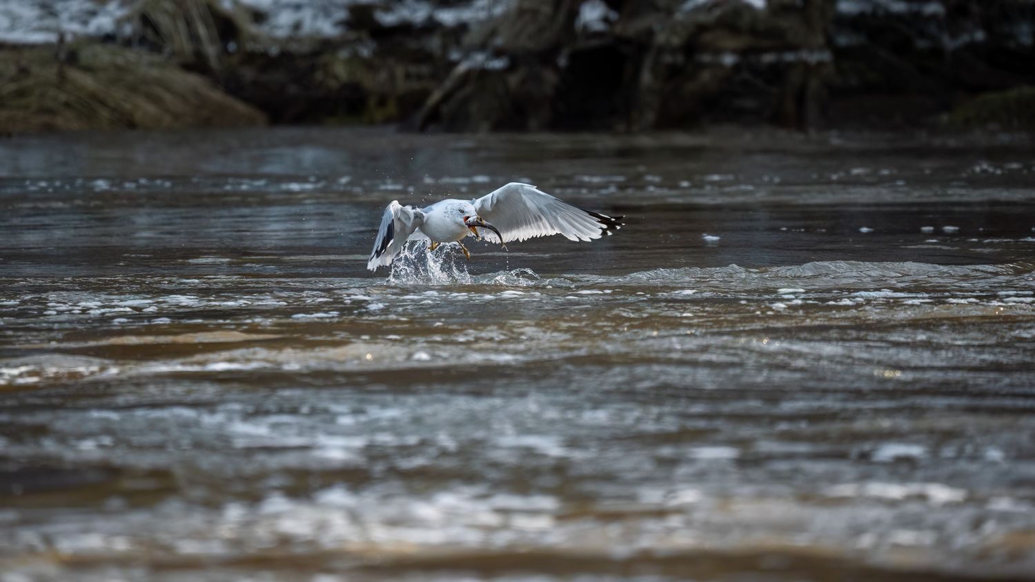 A seagull lands on a rocky river with wings spread wide, surrounded by flowing water and stones.