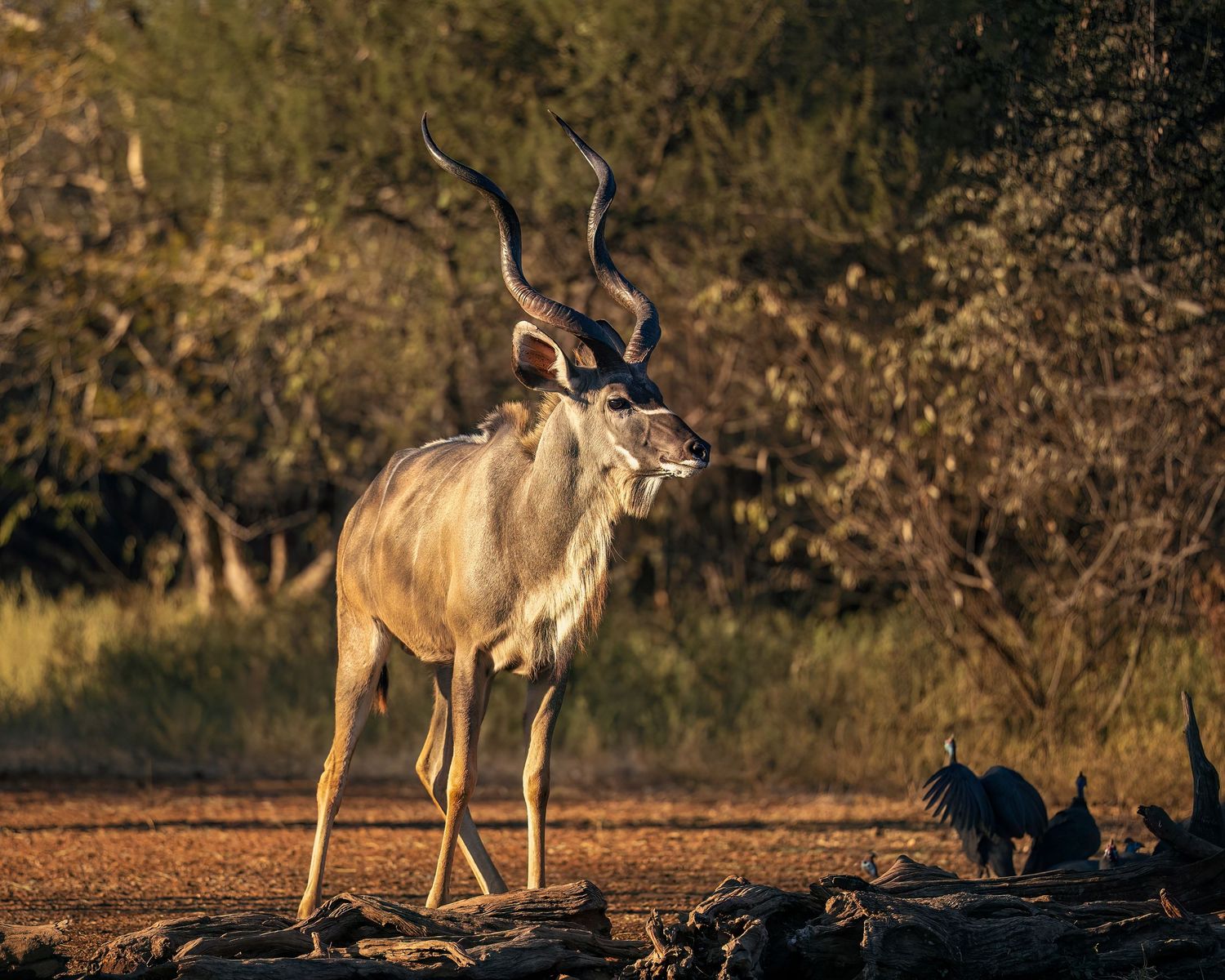 A majestic kudu antelope with spiral horns stands in golden sunlight in an African savanna landscape.