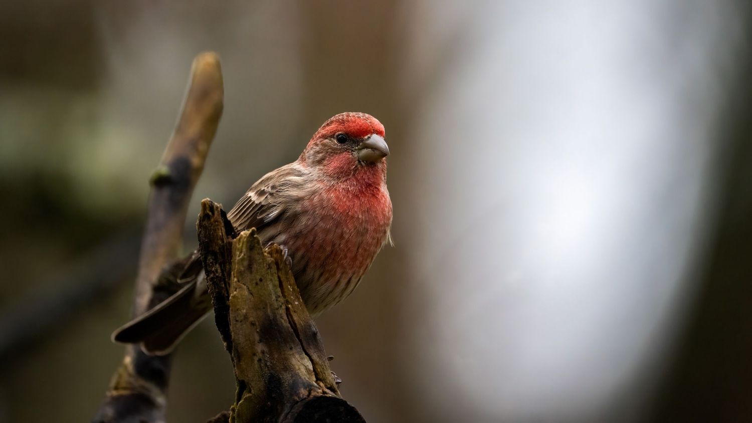 A vibrant male house finch with red plumage perched on a bare branch against a soft blurred background.