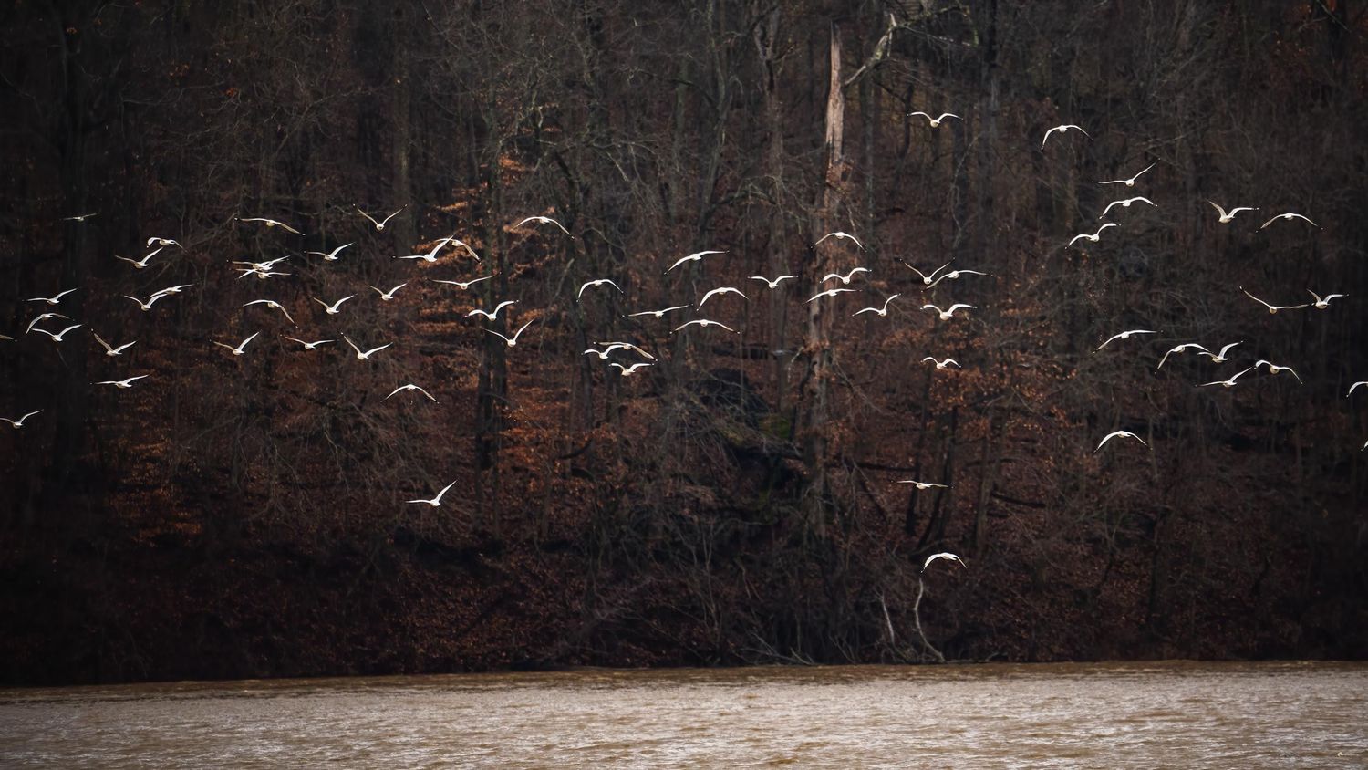 A flock of white birds in flight over a dark river with moody autumn forest backdrop.