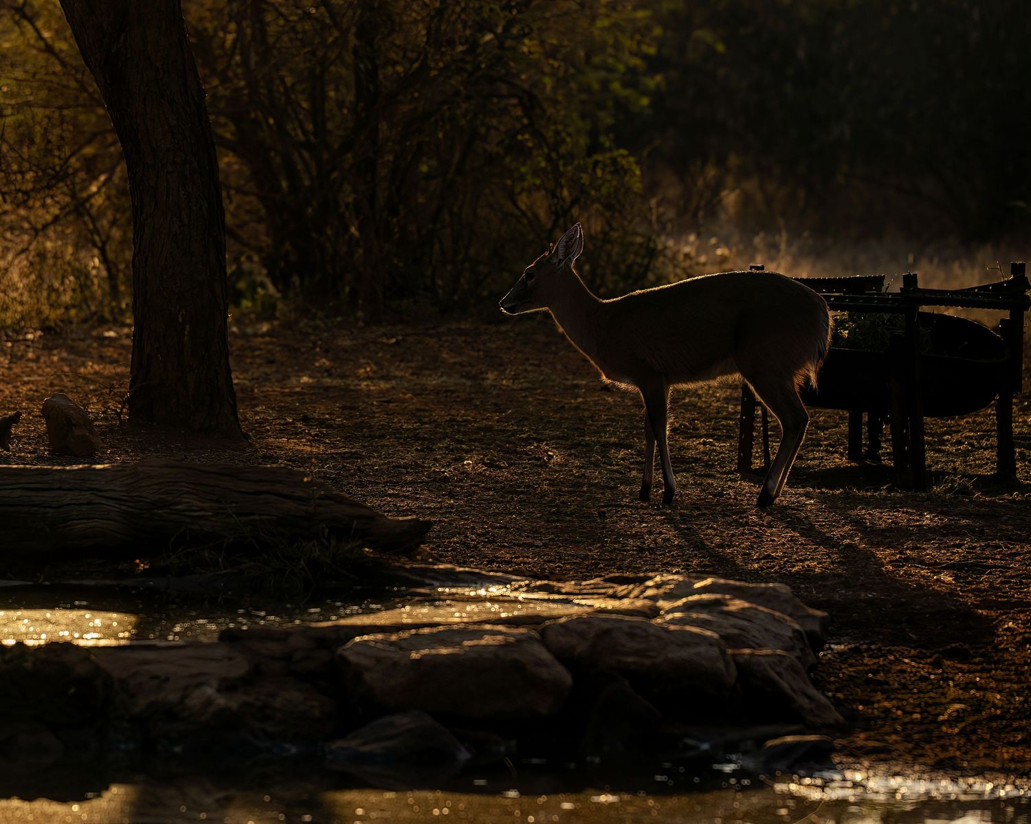 Silhouette of a deer standing near a rocky stream in a dark, atmospheric forest during golden hour.