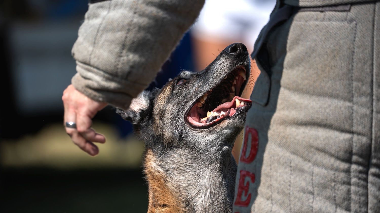 A Belgian Malinois dog with open mouth looks up at handler wearing protective training sleeve outdoors.