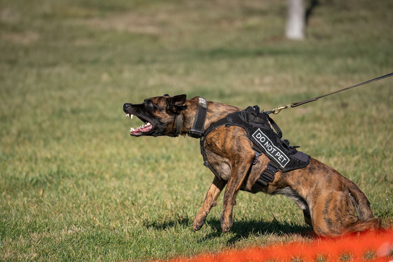 Dutch Shepherd K9 police dog in tactical harness on leash, alert and ready during outdoor training exercise.