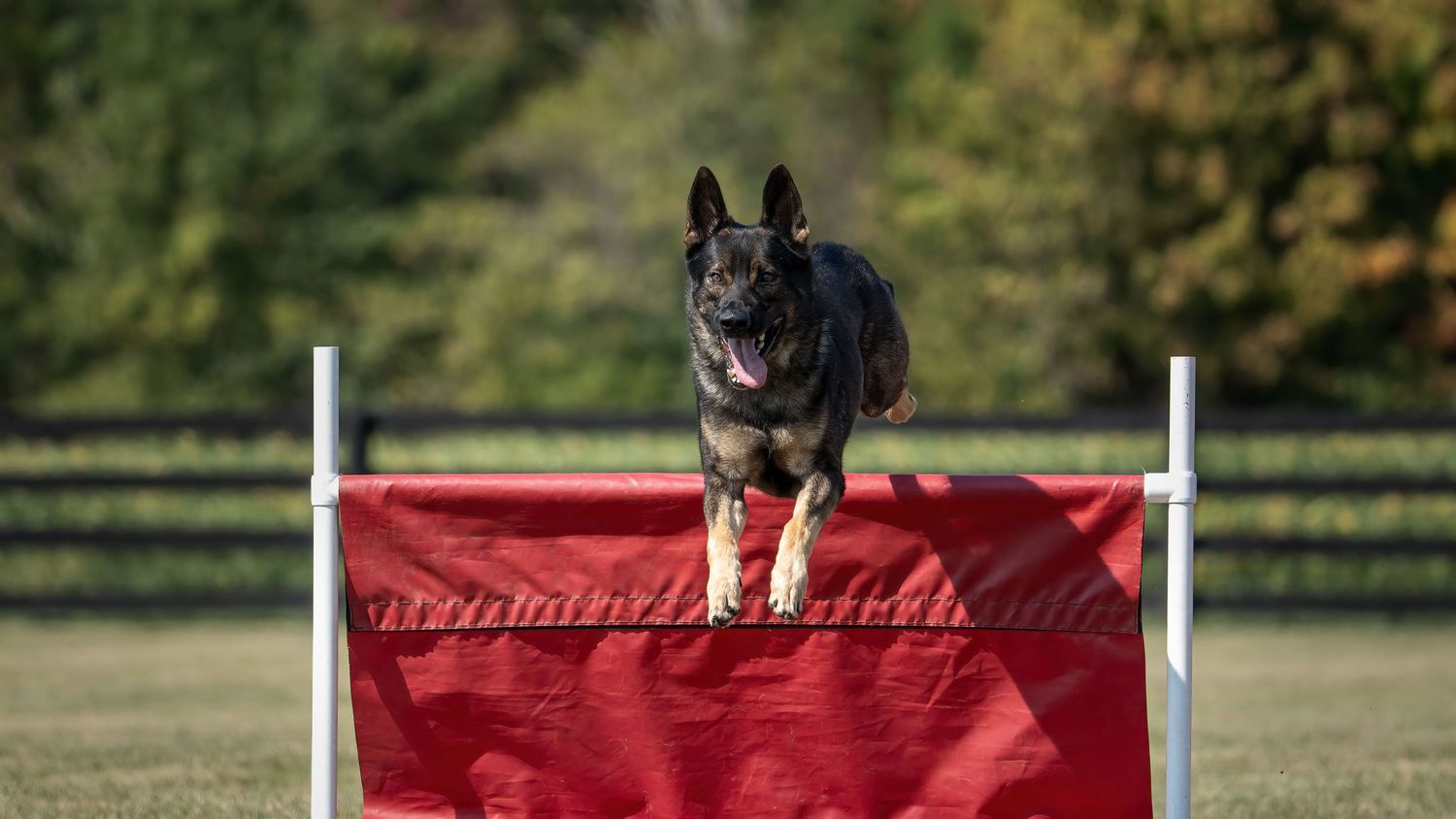 A German Shepherd dog leaping over a red agility jump hurdle on a green grass field during training.
