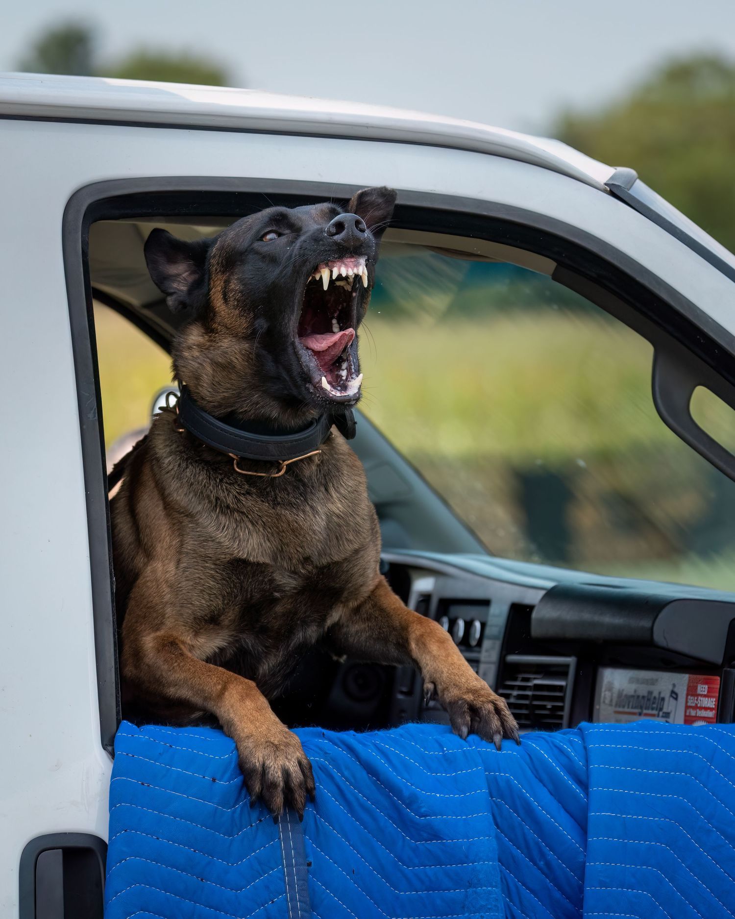 A Belgian Malinois dog barking aggressively from a white vehicle window, wearing a black collar.