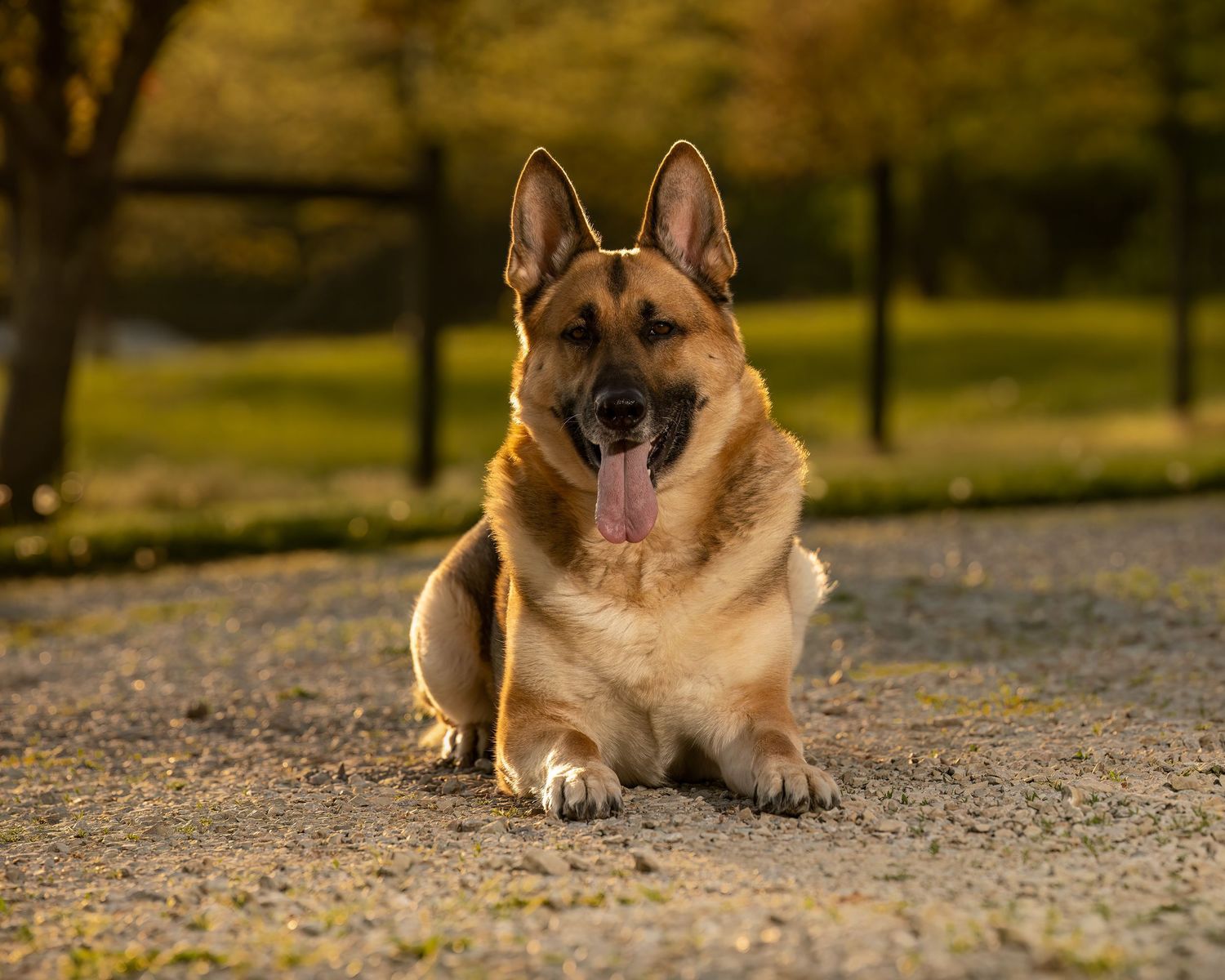 A happy German Shepherd dog lying on gravel with tongue out, surrounded by lush green trees in a park setting.