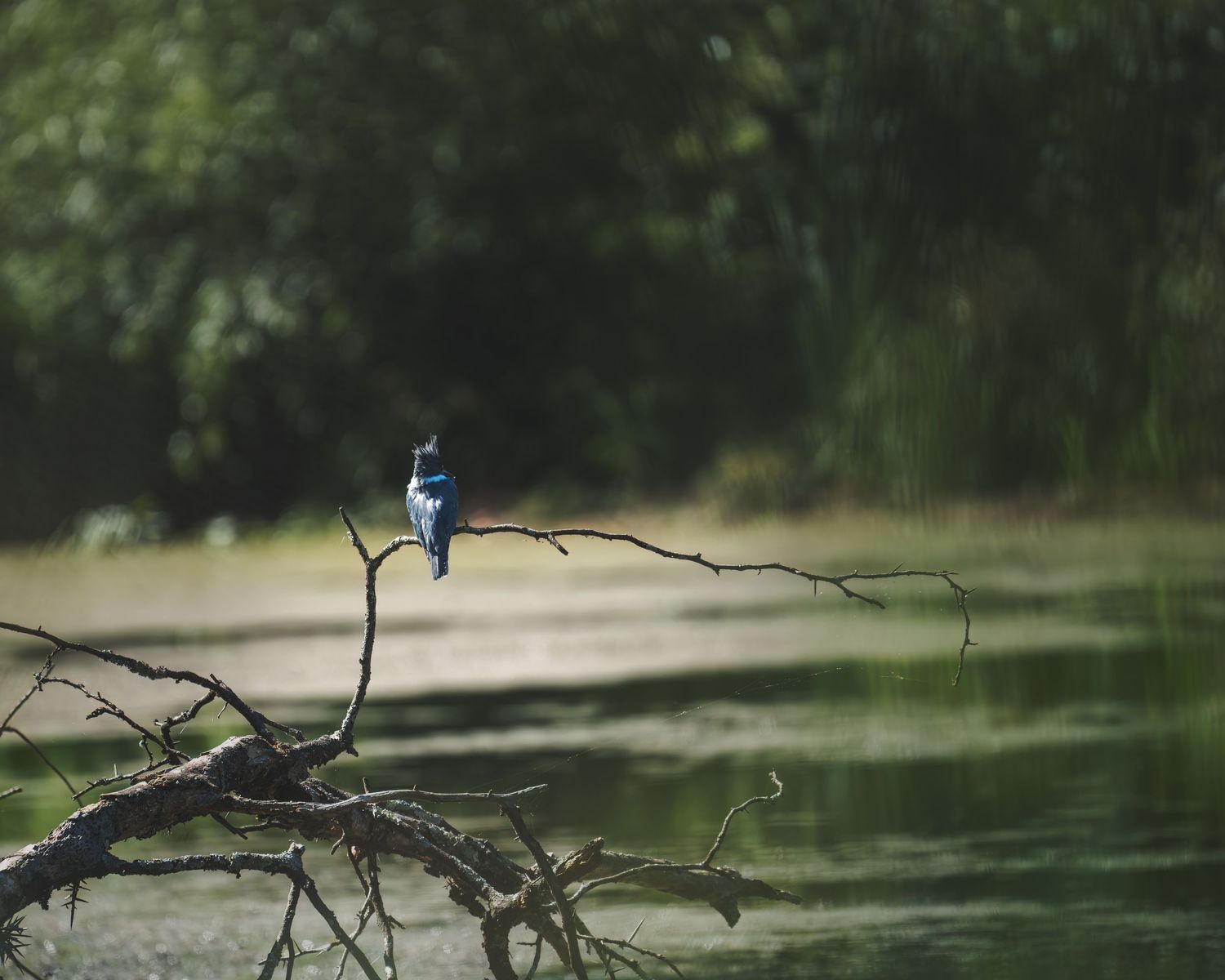 A belted kingfisher perches on a bare branch over a calm river surrounded by lush green trees.