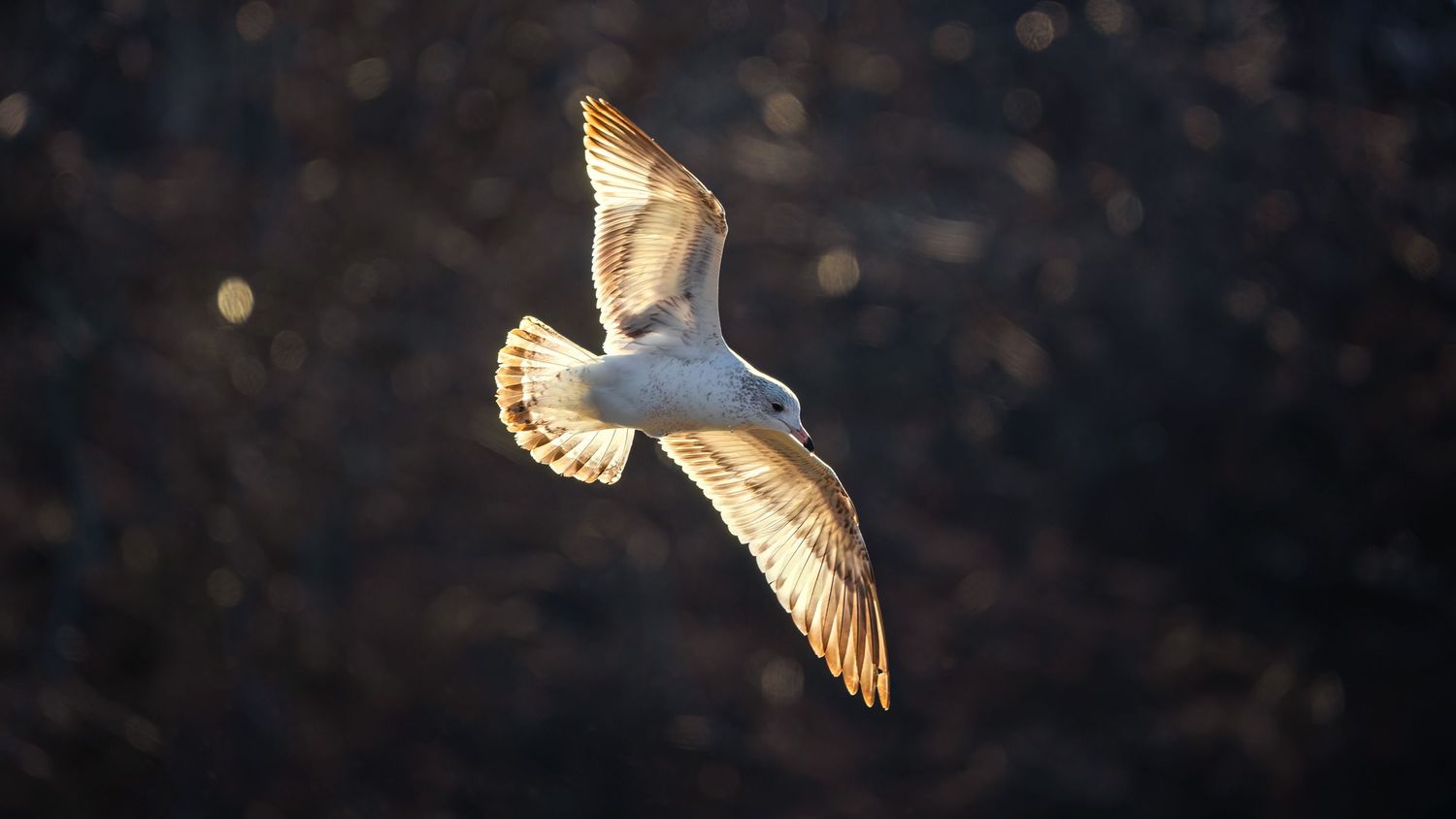 A white seagull soars gracefully with wings spread wide, bathed in warm golden sunlight against a dark bokeh background.