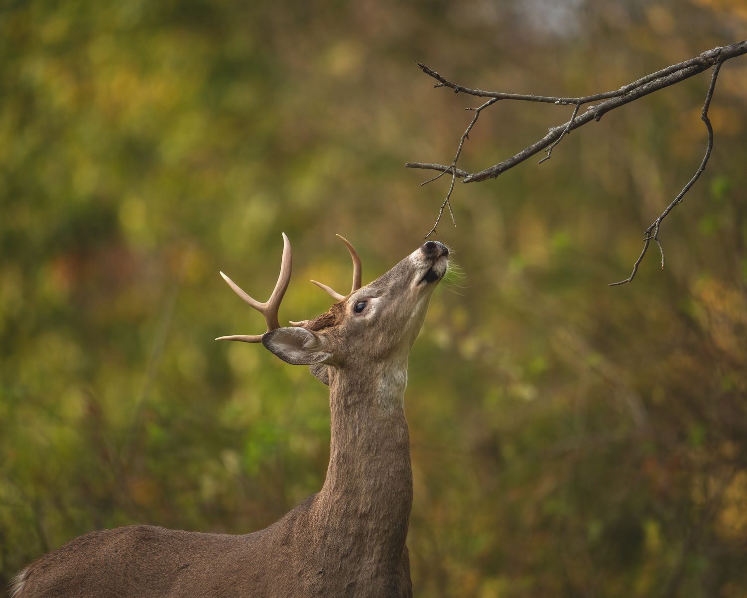 A white-tailed buck deer reaches up to nibble on a bare tree branch against a blurred green forest background.