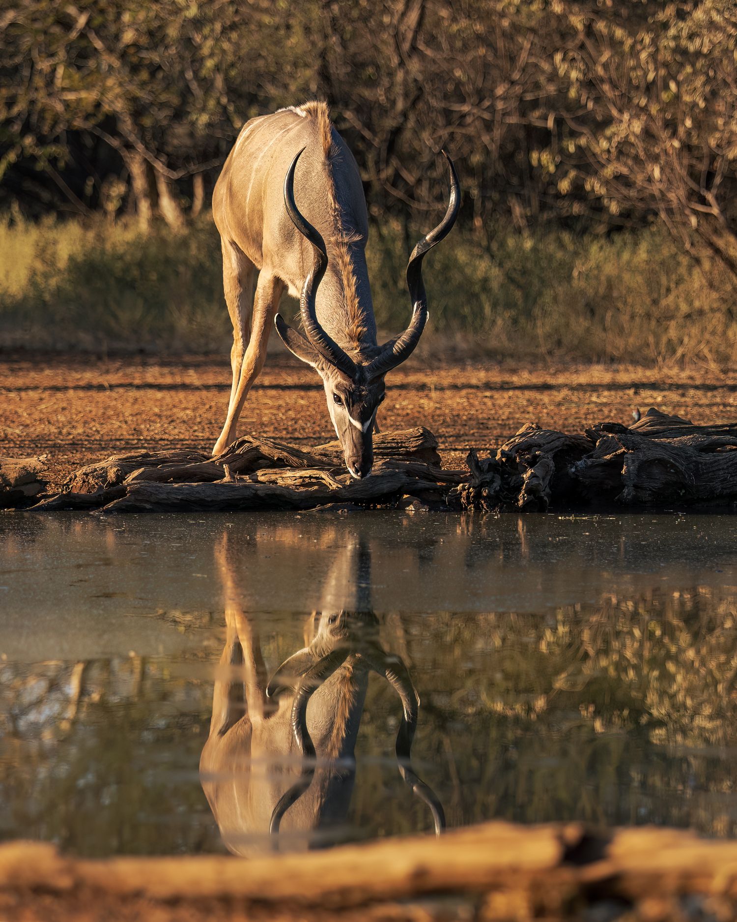 A kudu antelope with curved horns drinks from a watering hole, its reflection mirrored perfectly in the still water.