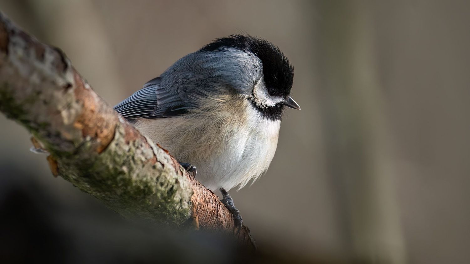 A small black-capped chickadee perched on a mossy branch, showcasing its distinctive white cheeks and fluffy gray plumage.