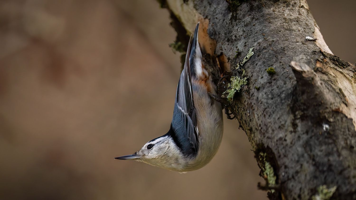 A white-breasted nuthatch perches headfirst on a tree trunk, showcasing its distinctive blue-gray plumage and sharp bill.