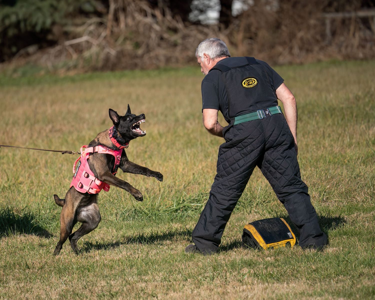 A Belgian Malinois in a pink harness leaps toward a trainer in black during a protection dog training session outdoors.