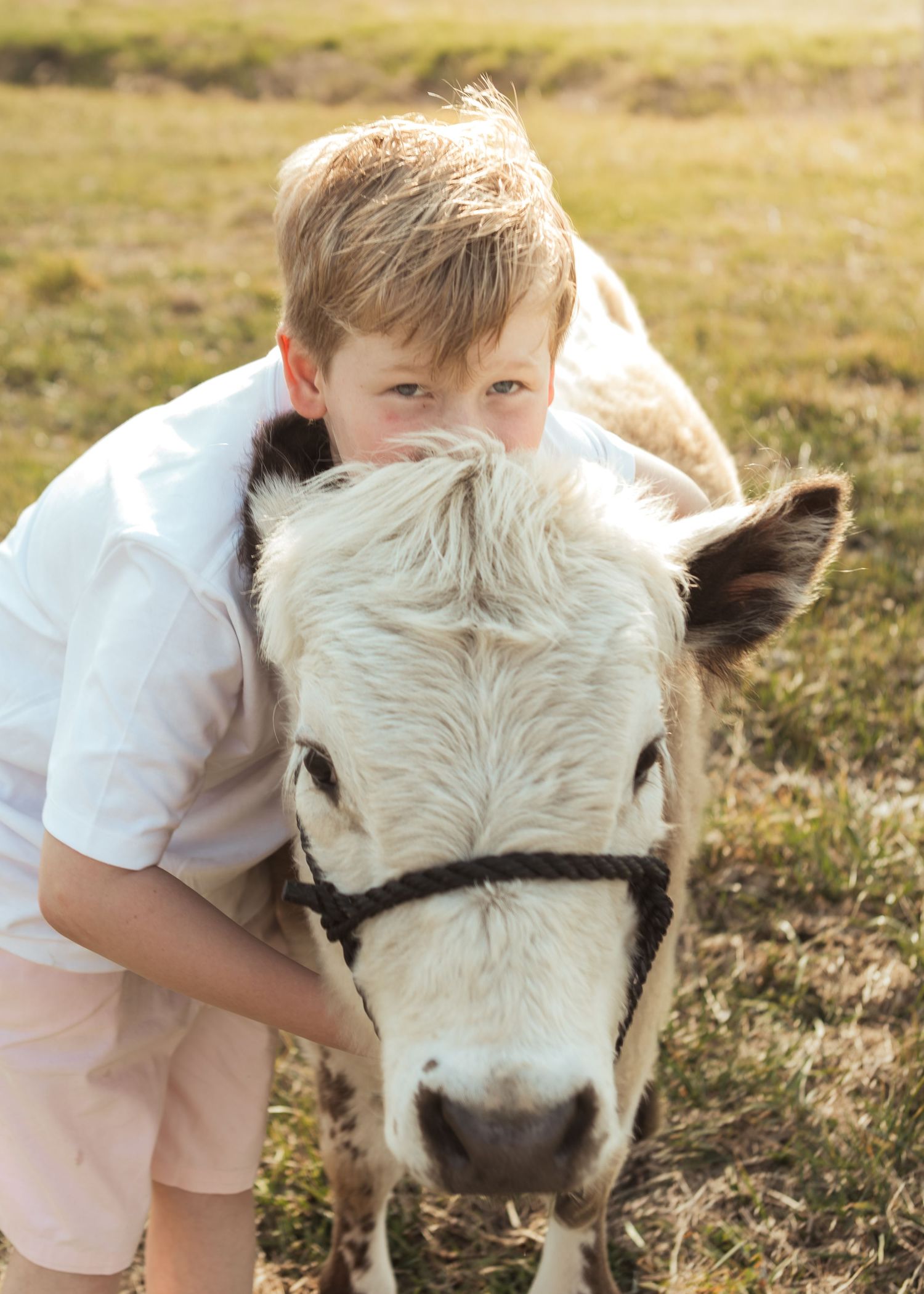 Blonde boy hugging a white miniature cow in a sunny green pasture.