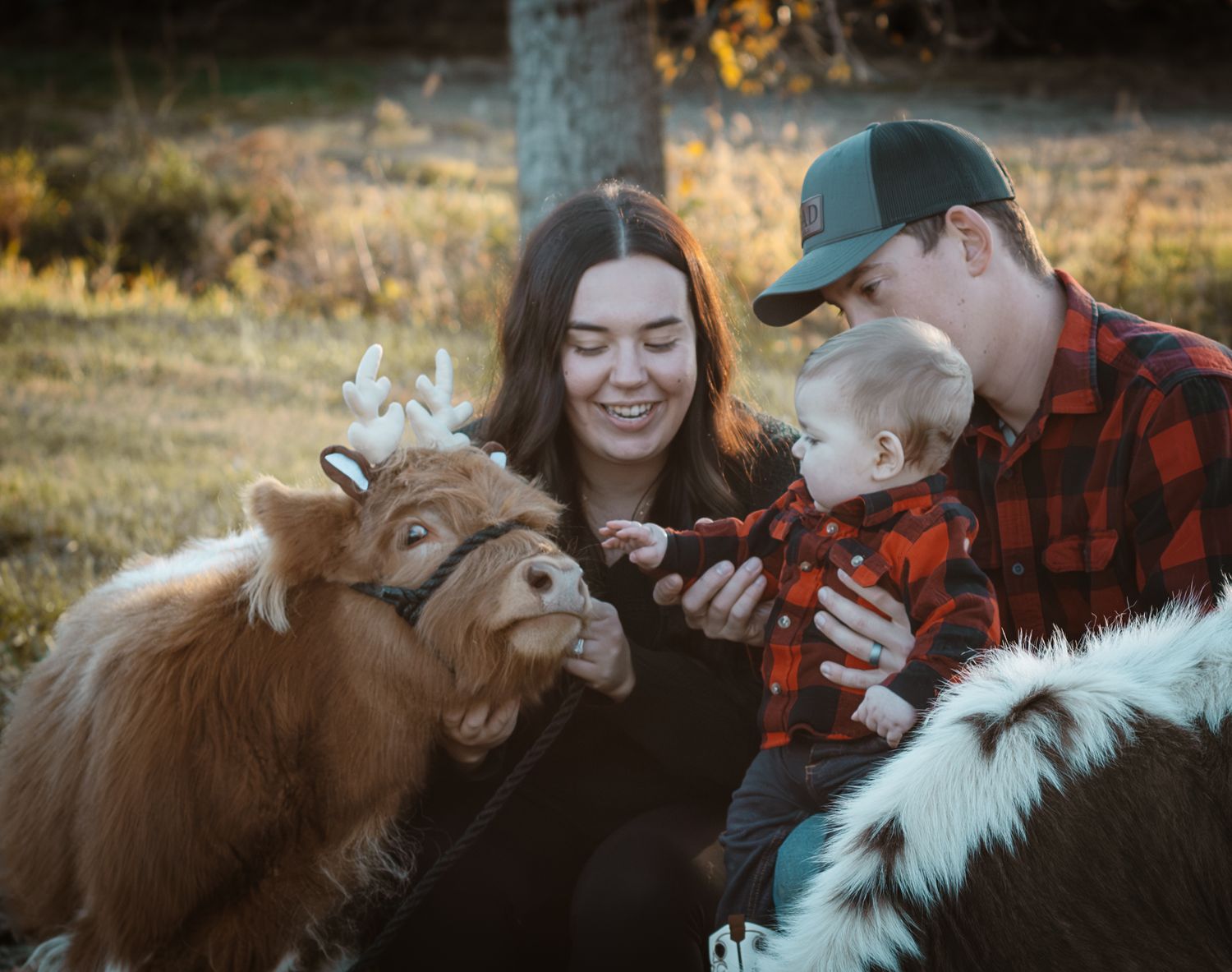 Cow mini session in Indiana