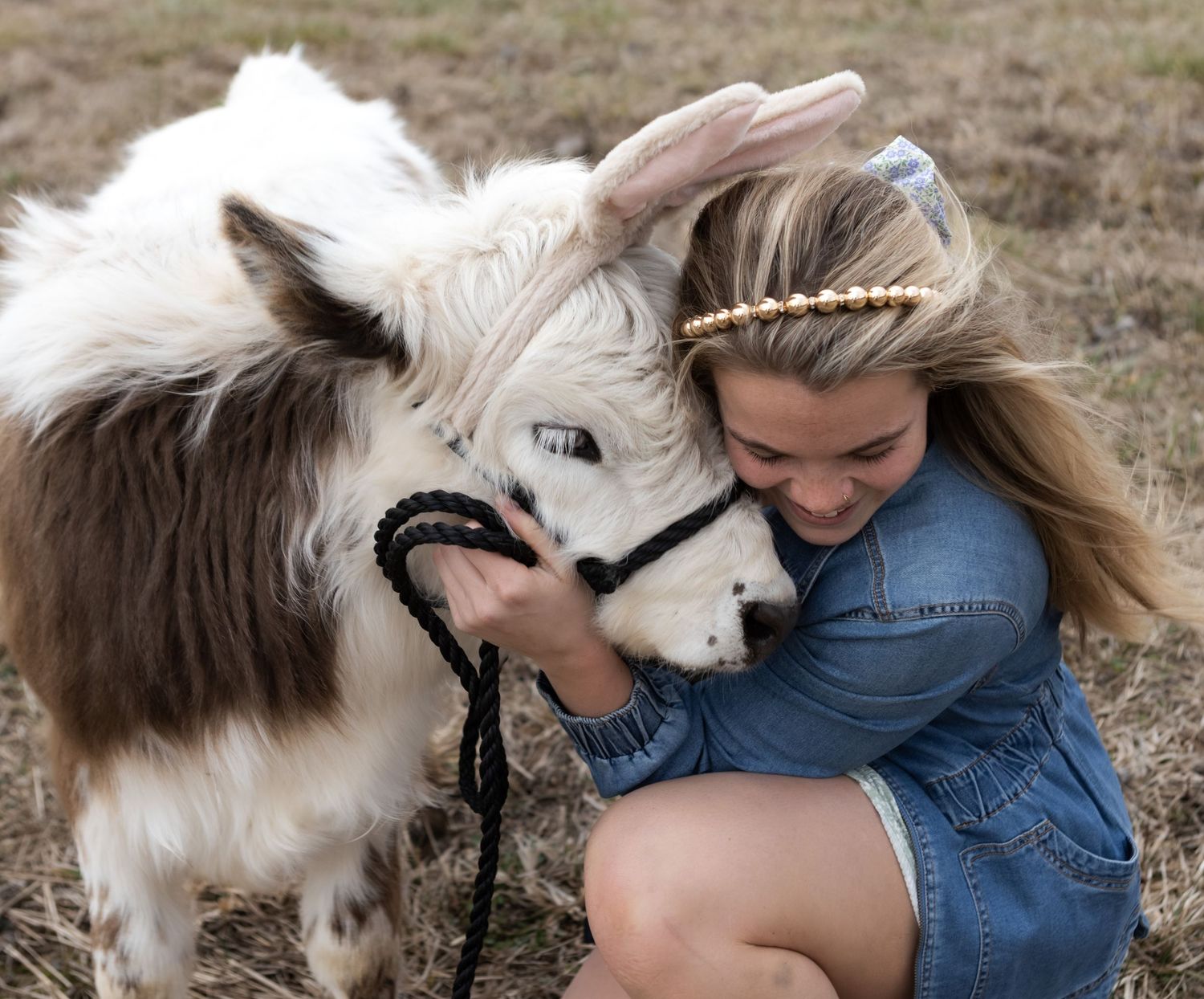 Young blonde woman crouching in a field, affectionately nuzzling a small fluffy miniature cow on a lead.