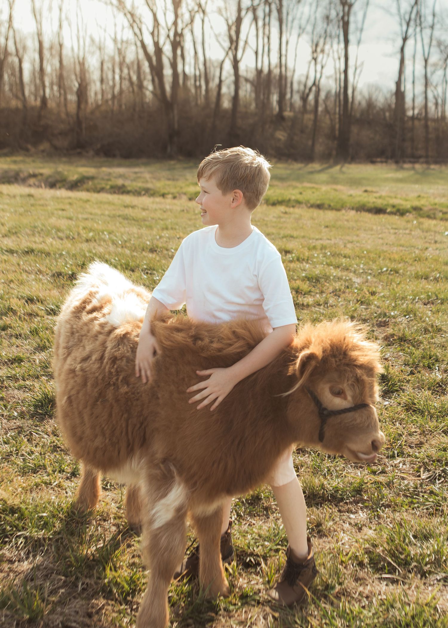 Young boy in white tee embracing a fluffy brown miniature Highland cow in a field.