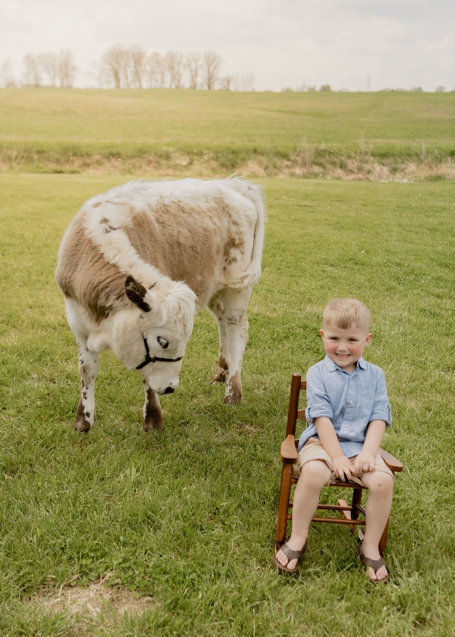 Young boy sitting on wooden chair smiling next to a grazing cow in a green pasture.