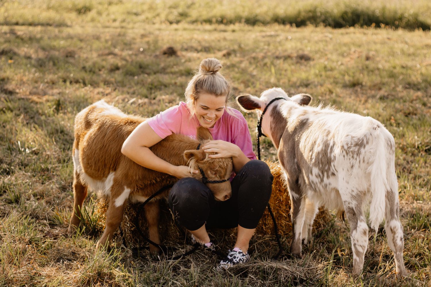 Cow mini session in Indiana