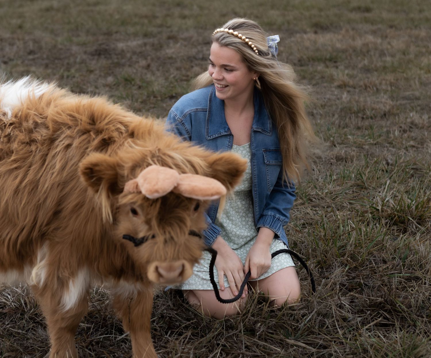 Cow Mini Session in Indiana