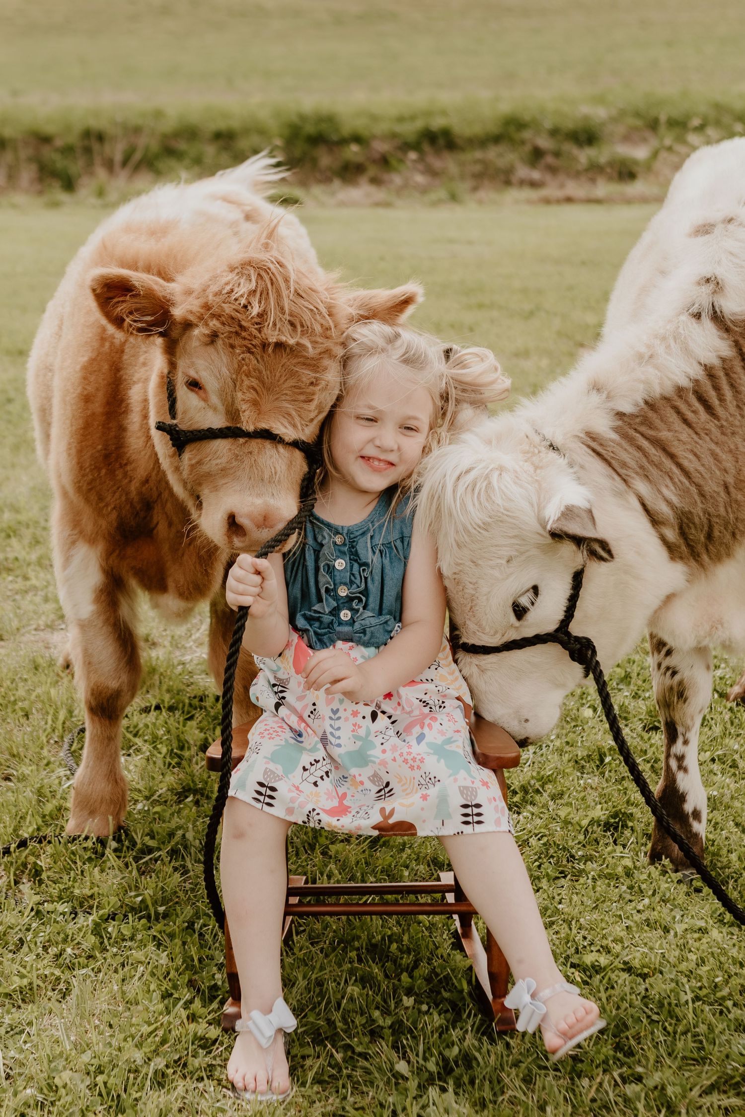 Happy young girl sitting on small chair surrounded by two miniature Highland calves in a green field.