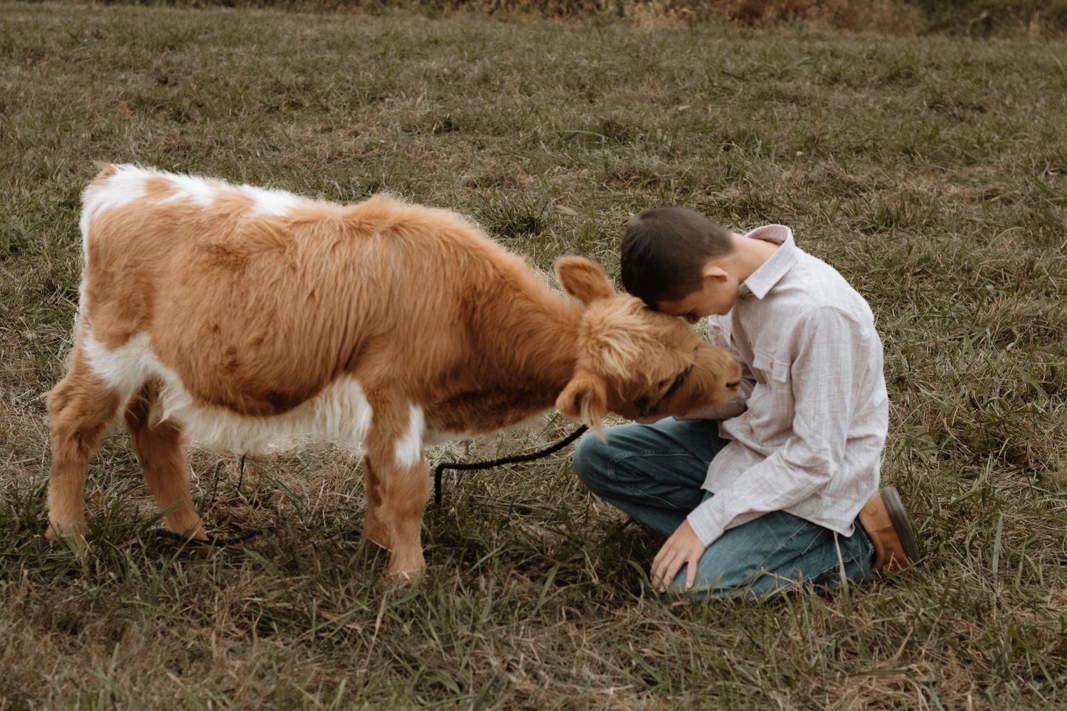 Cow mini session in Indiana