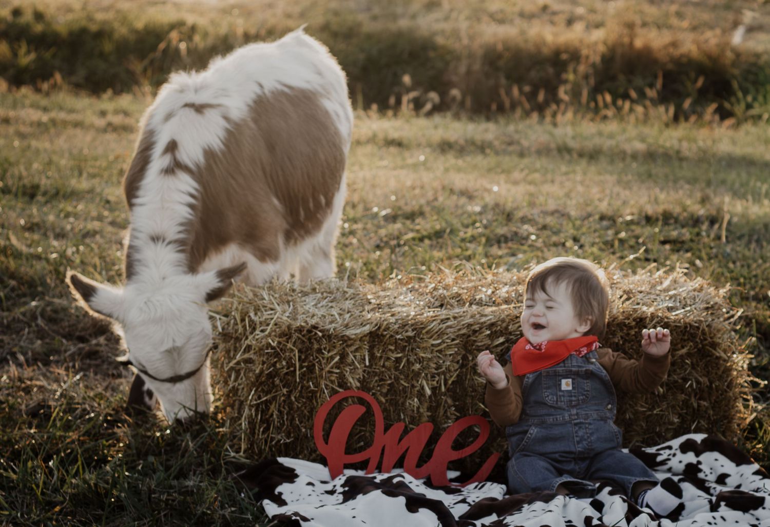 Baby boy in overalls with red bandana sitting by hay bale next to a grazing pony.