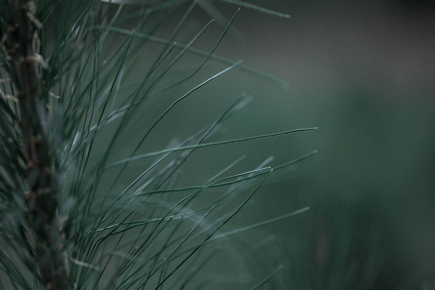 Close-up macro shot of delicate pine needles with soft bokeh effect in a muted green color palette.