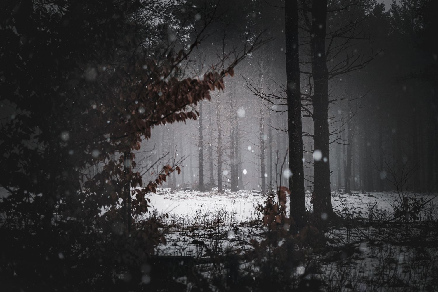 A dark and moody forest scene with fog rolling through bare trees in black and white.