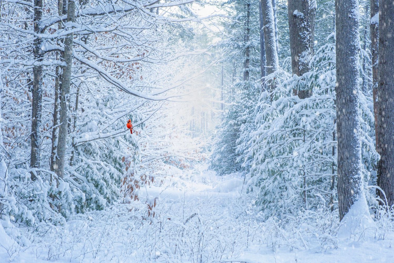 A snow-covered forest path with tall evergreen trees creates a serene winter wonderland landscape.